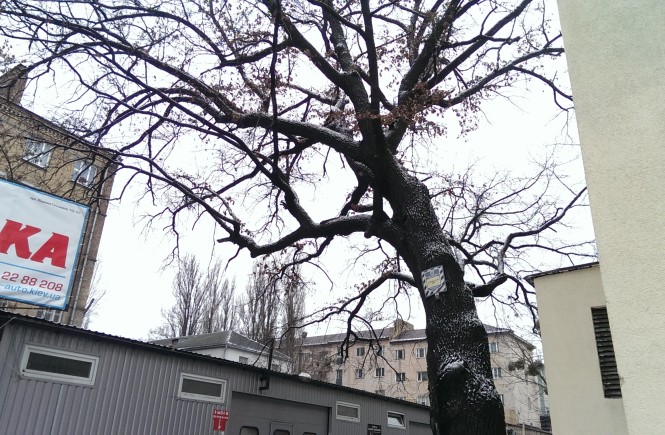 Чи поважають в Києві дерева?